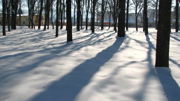 Vine PRIMĂVARA? Cum va fi vremea în următoarele două săptămâni