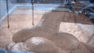 Ai mai mânca hot dog dacă ai afla ce conține?