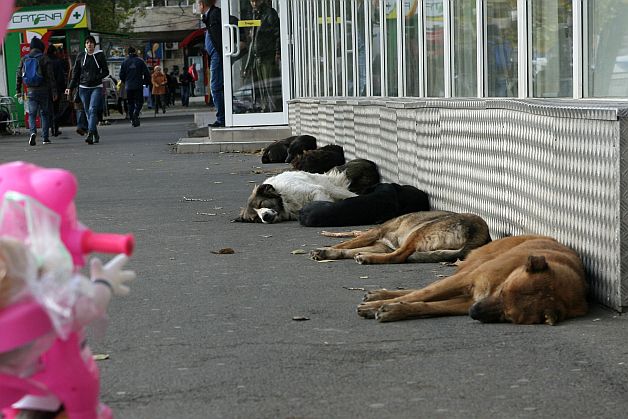 Cerere: Verificarea celor care au adoptat mulţi câini şi sancţionarea celor care hrănesc maidanezi