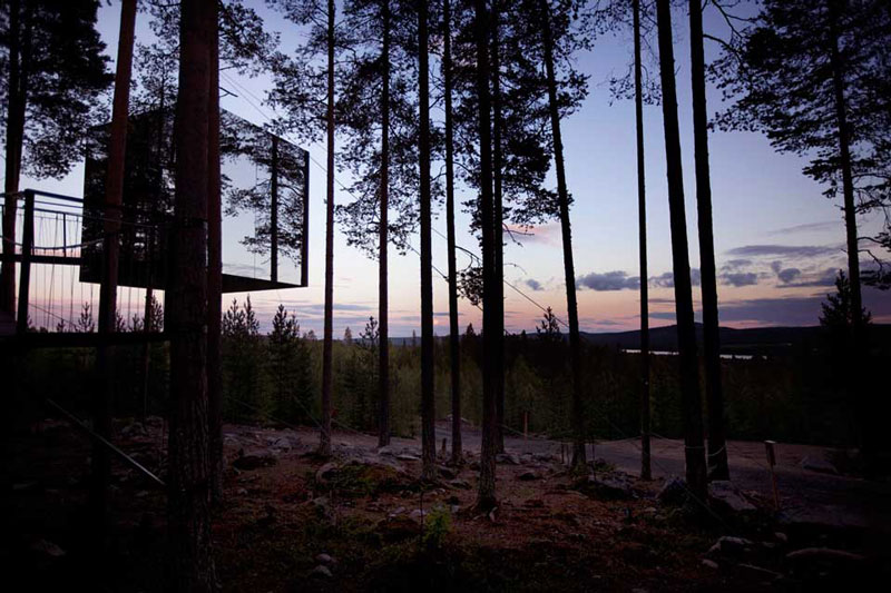 Copacul care a răsărit înaintea Imperiului Roman. Prima fotografie cu arborele vechi de peste 3000 de ani