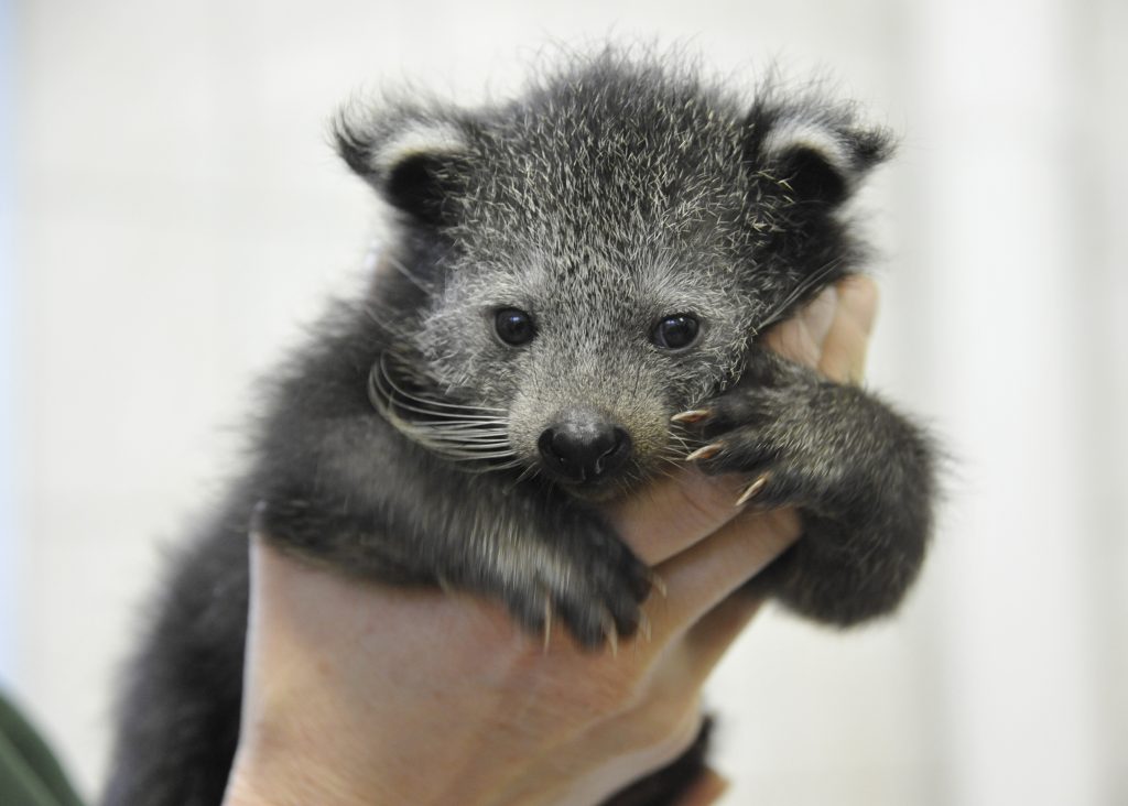 Experiențele puilor de animale din grădină zoologică