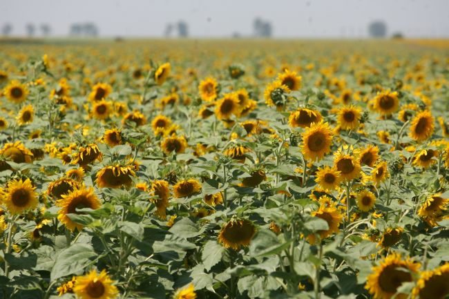 Exportăm mai multe produse agroalimentare decât importăm