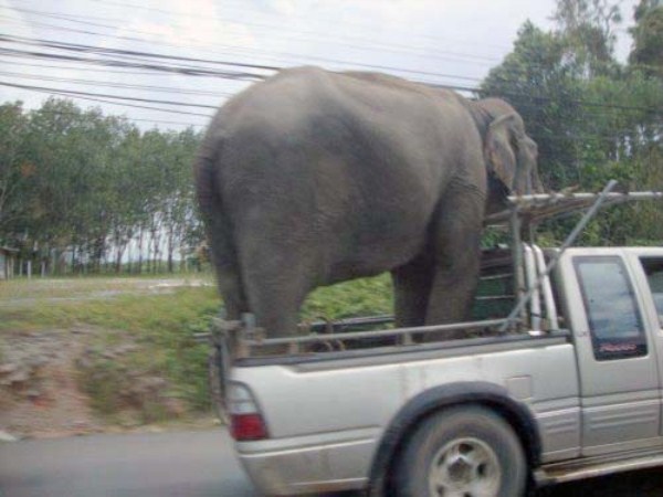 Imposibil de transportat? Aceste imagini dovedesc contrariul | Galerie FOTO