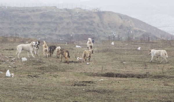 Maidanezii au ieşit la atac. Sute de animale ucise la Galaţi