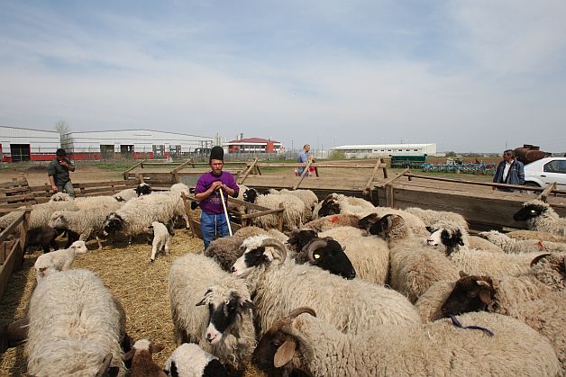 Informații de ultimă oră pentru toți românii care vor să cumpere miel. Ordonanța Militară...