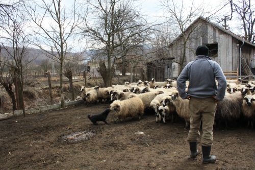 O aşteptau să vină de la spital cu un bebeluş. A venit cu trei!