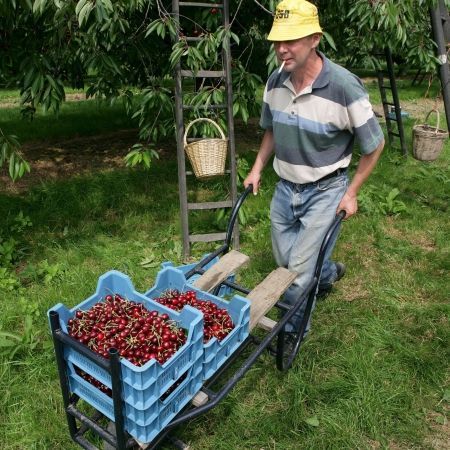 PNDR 2014-2020: pomicultura are prevăzute fonduri totale de 260 de milioane de euro