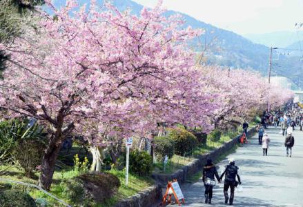 S-a deschis oficial sezonul CIREŞILOR ÎN FLOARE. La Tokyo / VIDEO