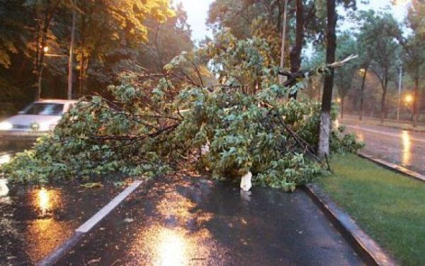 Trafic blocat la intersecţia Pantelimon - Iancului. Un copac a fost doborât de vânt