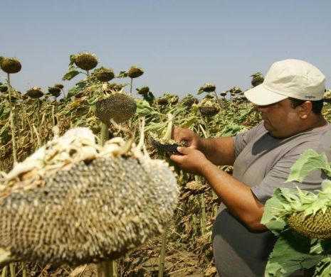 Agricultorii români pierd fonduri europene de 4,24 milioane de euro