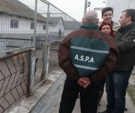 ASPA: Cainele care a mușcat un copil în parcul IOR,  adoptat de către Asociația Cuțu-Cuțu