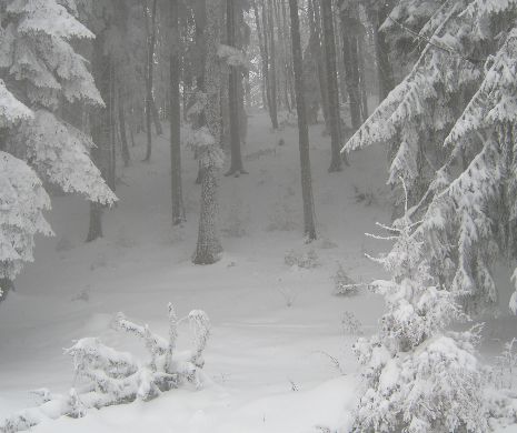 Cod GALBEN de ploi. Vezi județele afectate