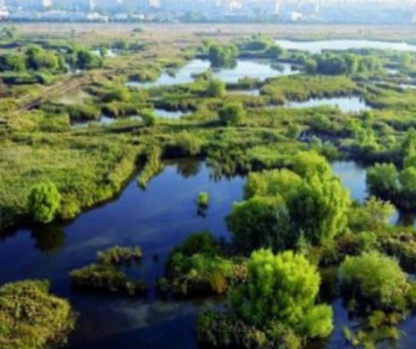 Delta Capitalei a primit statut de arie protejată, după doi ani de tegiversări
