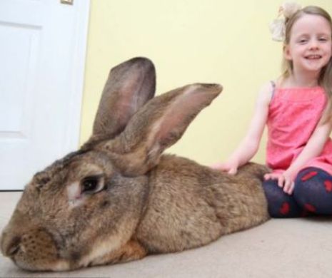 IEPURELE GIGANT. Are peste 22 de kilograme şi mănâncă 4.000 de morcovi într-un an| FOTO