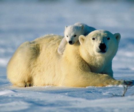 Imagini emoționante cu gesturile de tandrețe dintre animale | GALERIE FOTO