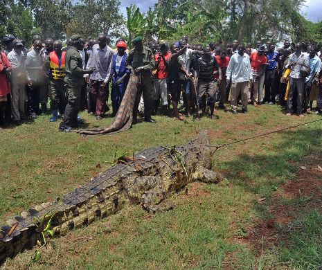 Noi imagini ale MONSTRULUI care mânca oameni. Cum a fost capturat CROCODILUL de o tonă