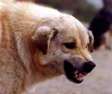 O altă victimă.  Copil muşcat de un maidanez în parcul IOR din Capitală. Explicaţia autorităţilor este fabuloasă