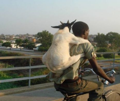 Pe drumurile din AFRICA eşti ca în junglă. Imagini uimitoare| GALERIE FOTO