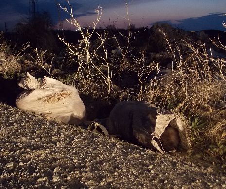 S-a intamplat AZI ! Câini împuşcaţi şi aruncaţi pe câmp la Constanţa! Imaginea morții la marginea orasului