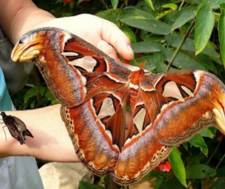 Top 10 animale care au ajuns la dimensiuni URIAŞE | GALERIE FOTO