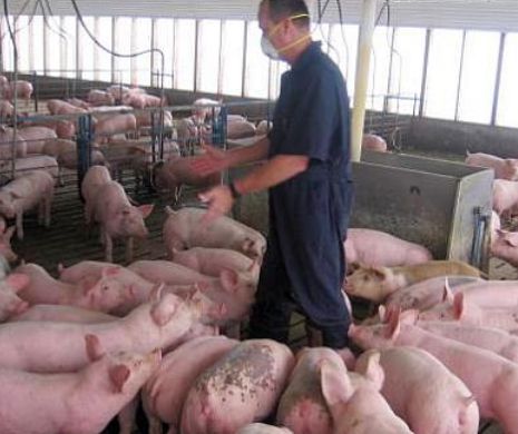 Virusul ucigaș: 7 MILIOANE de porci AU MURIT din cauza lui