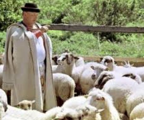 A privit uimit, iar apoi a povestit alor săi: Ce a văzut CIOBANUL Ispas astăzi