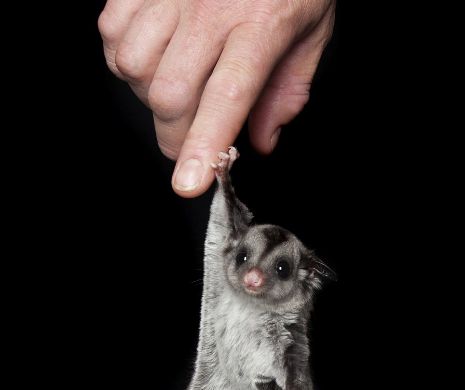 A renunțat la munca în poliție și și-a dedicat viața pentru a face fotografii perfecte cu animale. Rezultatele sunt uimitoare | GALERIE FOTO