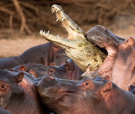 Aroganţa se plăteşte. Un crocodil a fost pedepsit aspru de hipopotami | GALERIE FOTO