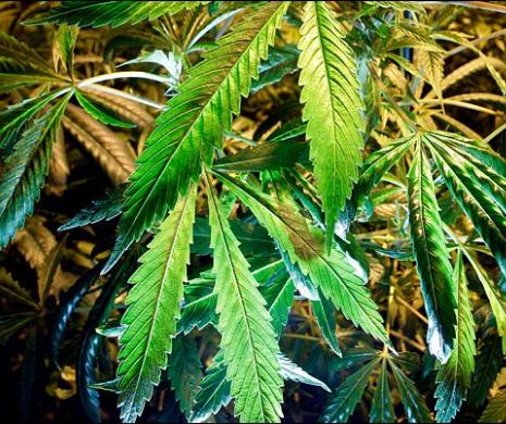 Cultiva CANNABIS pe muzică lui Vivaldi. Poliţia a confiscat 35 de TONE de droguri, în Bucureşti | VIDEO