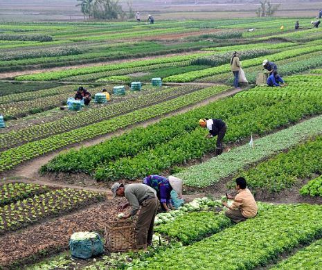 EVZ CHIȘINĂU. Mitingul de demnitate al fermierilor. „Vom apăra agricultura cu prețul sângelui”