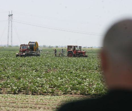 Georgescu, BNR: Creşterea economică ar fi fost doar jumătate, fără aportul agriculturii