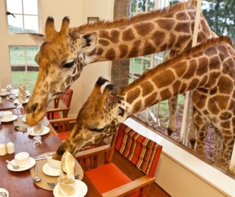 Hotelul unde poţi lua micul-dejun cu GIRAFELE| IMAGINI ULUITOARE