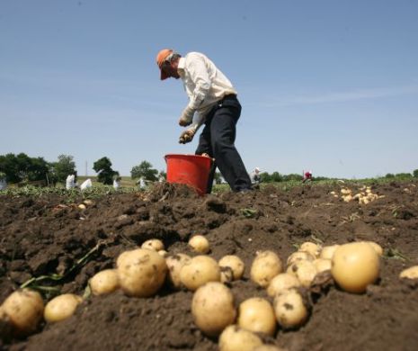 Legea vânzării terenurilor agricole a intrat în vigoare, dar nu poate fi aplicată
