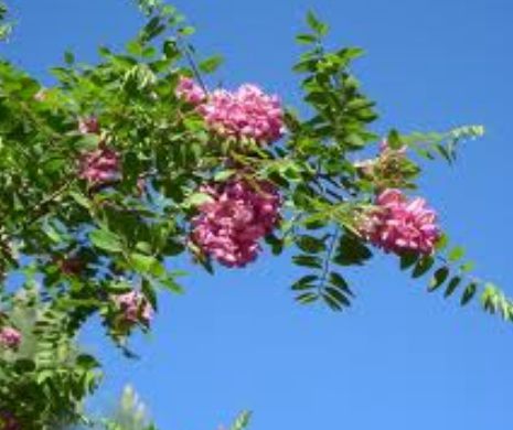 Minunea vindecătoare: LEACUL pentru peste 20 de boli