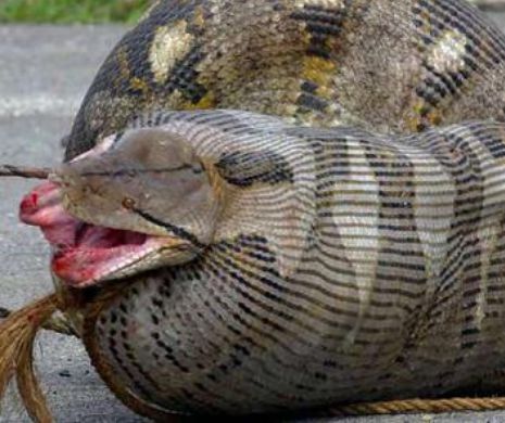 O SPECIE HIBRID de PITON sperie oamenii de știință. ”Ar putea fi un super-șarpe”