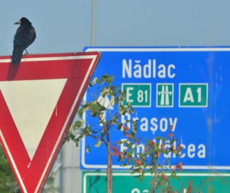 Privații contrazic CNADNR: În 2014, vor putea fi construiți 60 de km de autostradă, nu 100