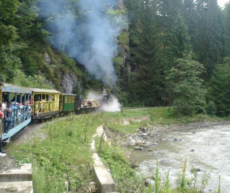 Retrocedare de pădure cu acte false. Prejudiciul de 16 milioane de lei