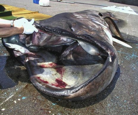Un specimen rar de rechin a fost găsit în Japonia. 1.000 de oameni s-au adunat la autopsia CREATURII | VIDEO şi GALERIE FOTO