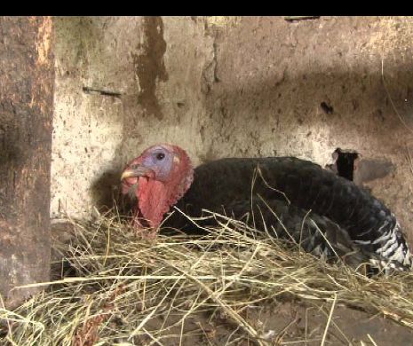 Bodiş curcanul – "mamă surogat" pentru pui de găină
