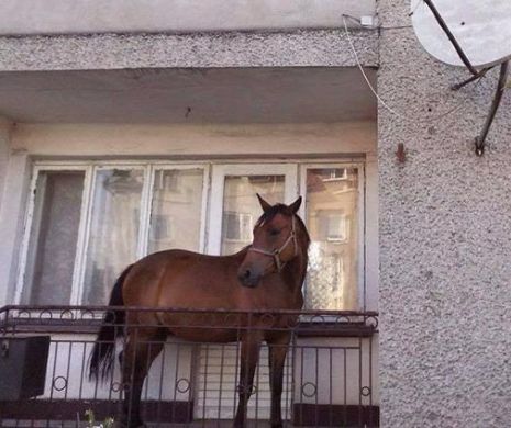 FOTO. Se întâmplă în România: Calul care stă într-un balcon din Baia Mare