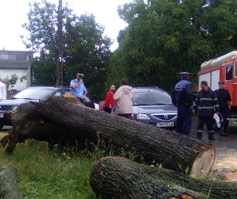 FURTUNĂ la Timișoara. Ce pagube importante a provocat vântul I FOTO