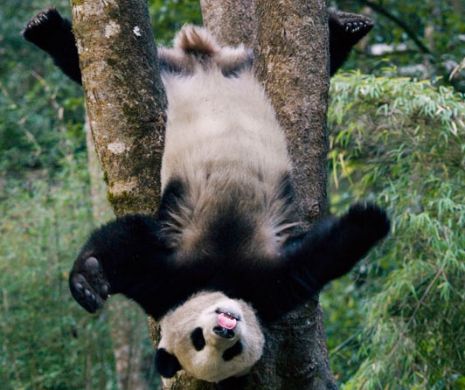 INCREDIBIL: Cum pot ghici URŞII panda rezultatele la Cupa Mondială de fotbal