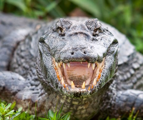 Nu e glumă: Chiar a vrut să ajute un CROCODIL să treac strada | FOTO şi VIDEO