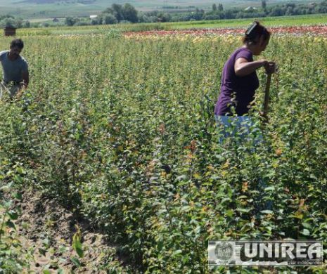 Viaţă de zilier printre trandafiri. Muncesc în satul care face altora viaţa frumoasă, dar ei nu au motiv să zâmbească nici la ocaziile festive