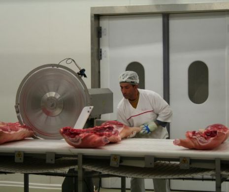 Autoritățile dezmint că în România ar fi pestă porcină