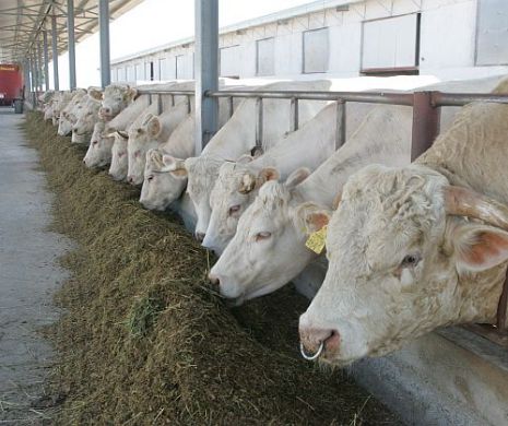 Boala vacii nebune aruncă în aer exporturile de carne de vită în Rusia