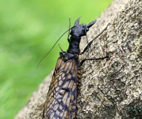 Cea mai mare INSECTĂ ACVATICĂ a fost descoperită în China. Arată ÎNFRICOŞĂTOR