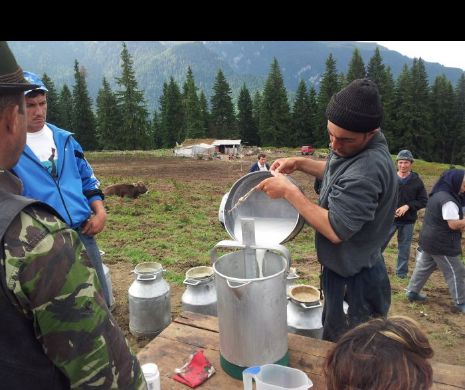 Fermierii și procesatorii de lapte, amendați de ANSVSA