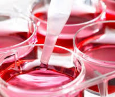 Japonia: A început să funcționeze o bancă de celule stem pluripotente induse (iPS) obținute din măsele de minte