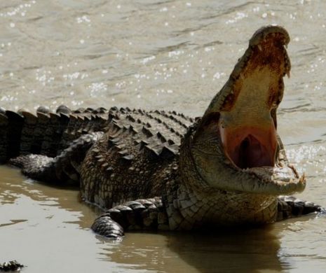 Panică în Grecia. Un CROCODIL IMENS a fost descoperit pe insula Creta
